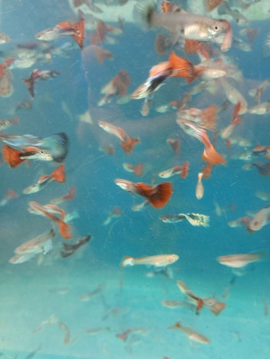 Guppy. Vivipari. Pești de acvariu. Reproducători.