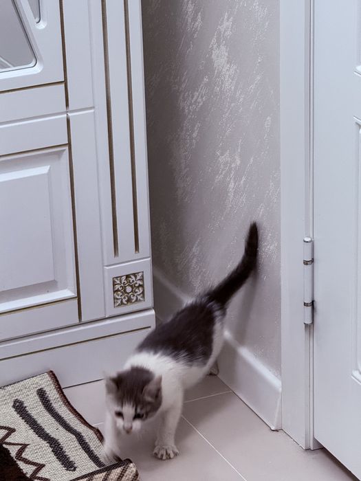 Отдам котенка в добрые руки