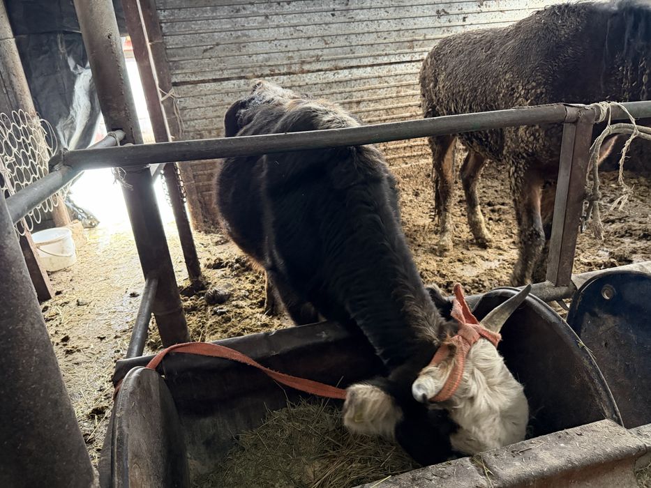 Сиыр құнажын сатылады