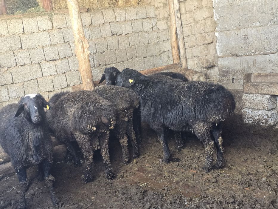 Қошқарлар сатылады жемде тұрған