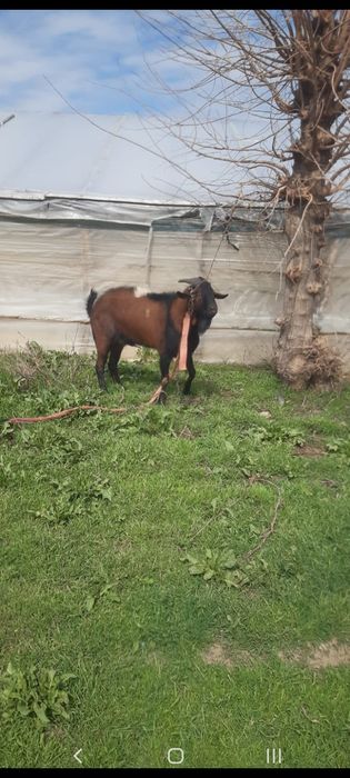 Vand țap anglonubian