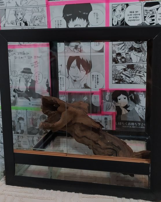 Террариум для пауков.