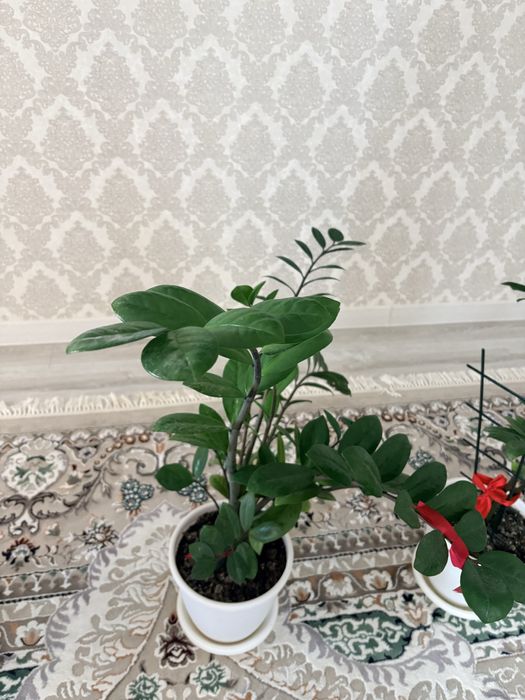 Цветы домашние с горшками