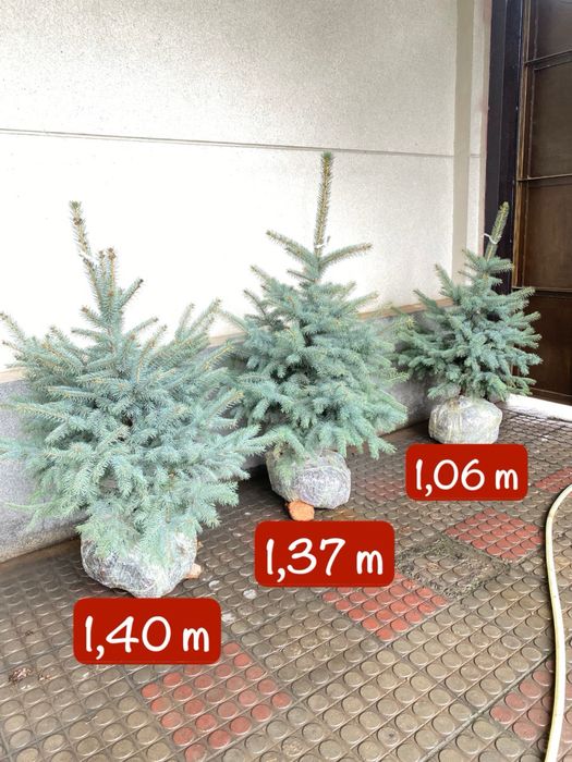 Голубой ель ( Белгия ) 6 йиллик.