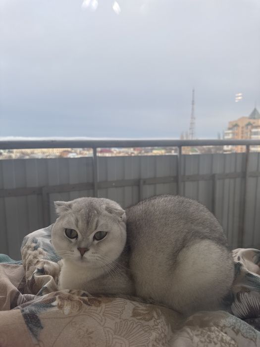 Кошка Британскую в/у