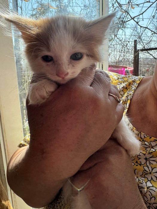 Котята отдам в добрые руки