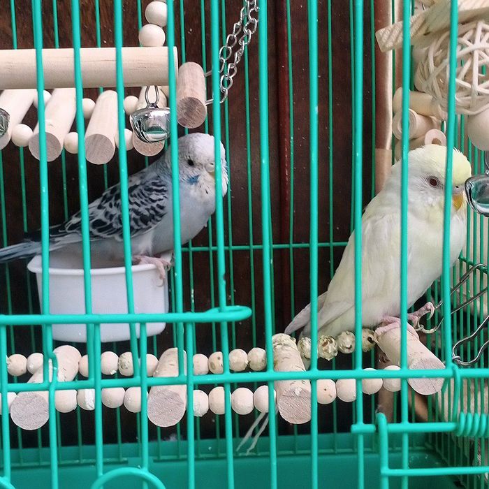 Волнистые Попугаи