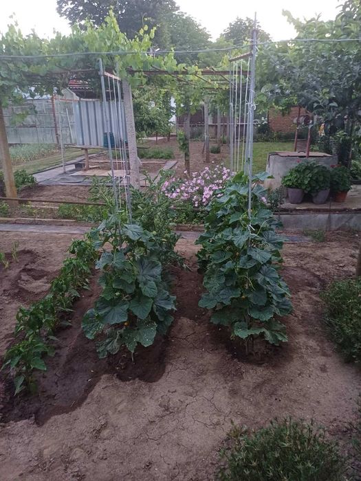 Продава се Къща в Русе, Здравец Север 1 - 1253 кв.м за 24 €/кв.м - Снимка #2