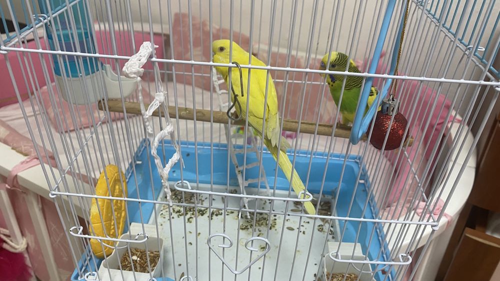 Продам двух попугаев девочка и мальчик