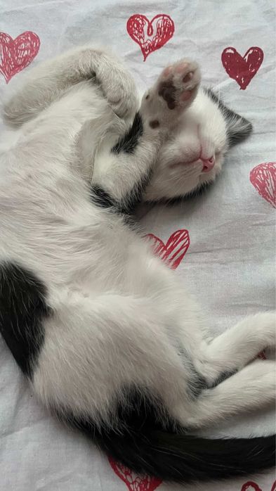 Катёнок 2 месяца