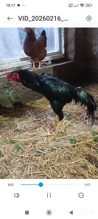 Дакан Хуроз сотилади