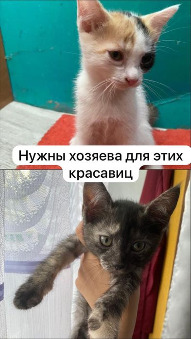 Отдам котят, бесплатно