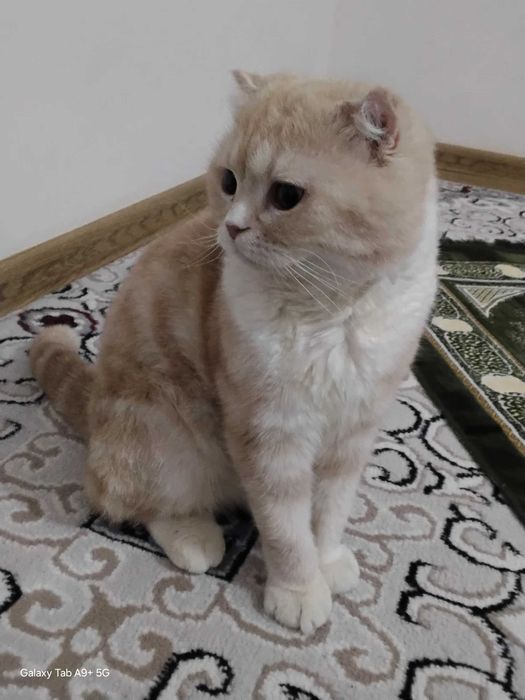 Красавец скоттиш фолд. Персик ищет своих новых хозяев.
