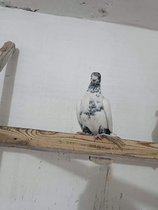 Голуби. Кептер. Кус