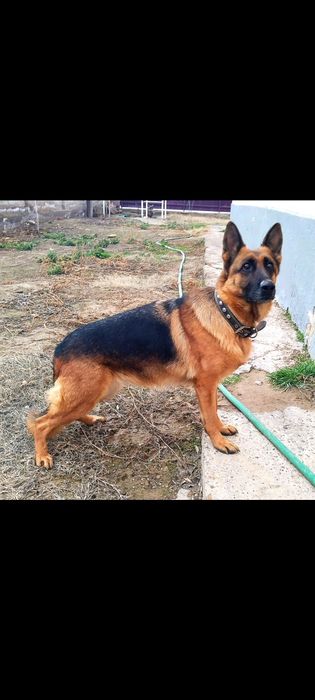 Продается немецкая овчарка девочка