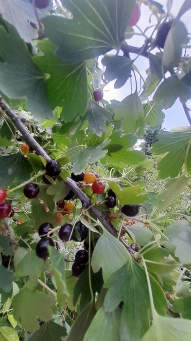 Продам домашнюю смородину
