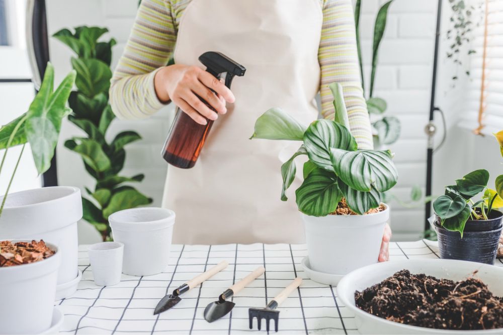 Профессиональная услуга фитомастера-флориста