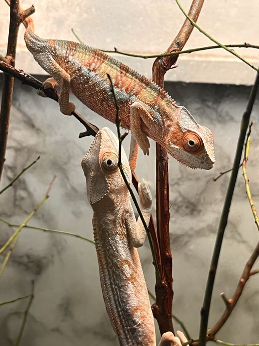 Vand 2 cameleoni cu terariu