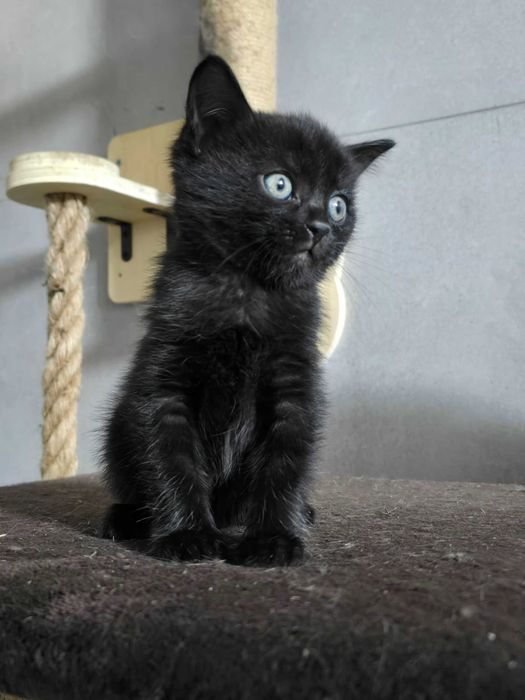 Котята защитники