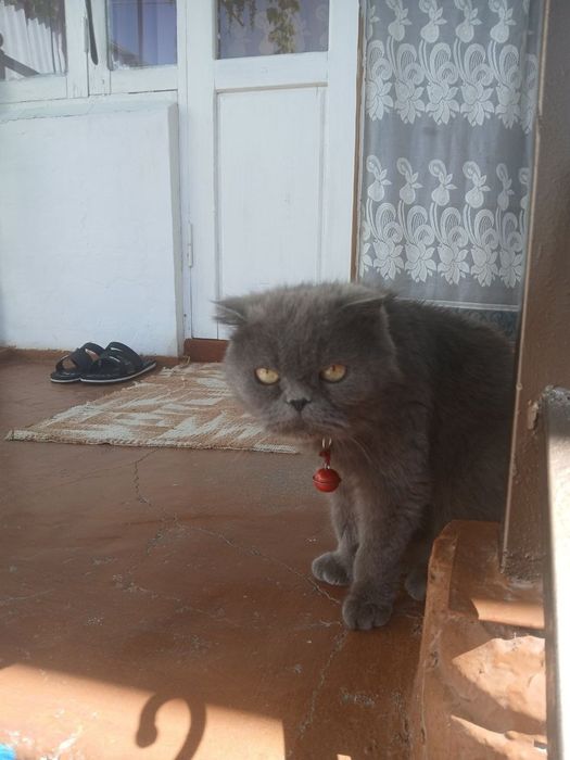 Мальчик висловух