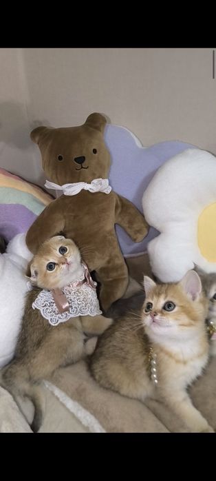 Золотая шиншилла премиум котята.