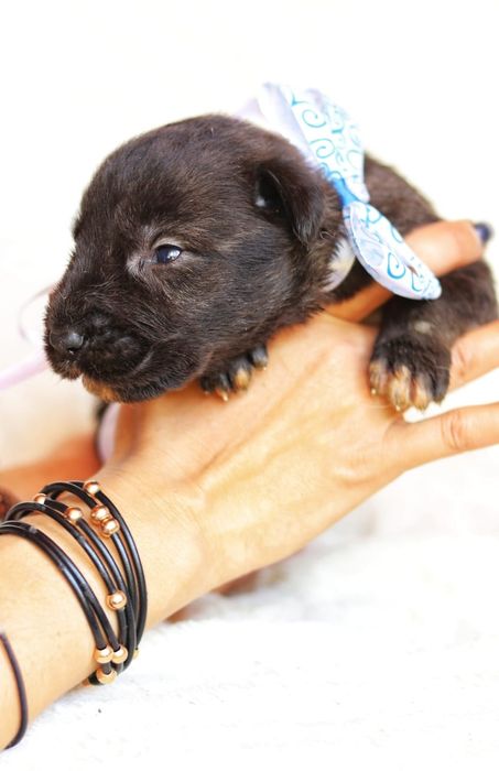 Самые красивые и большие собаки