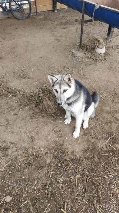 2 күшік сатылады