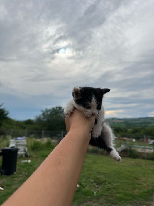 Pui de pisica catre adoptie