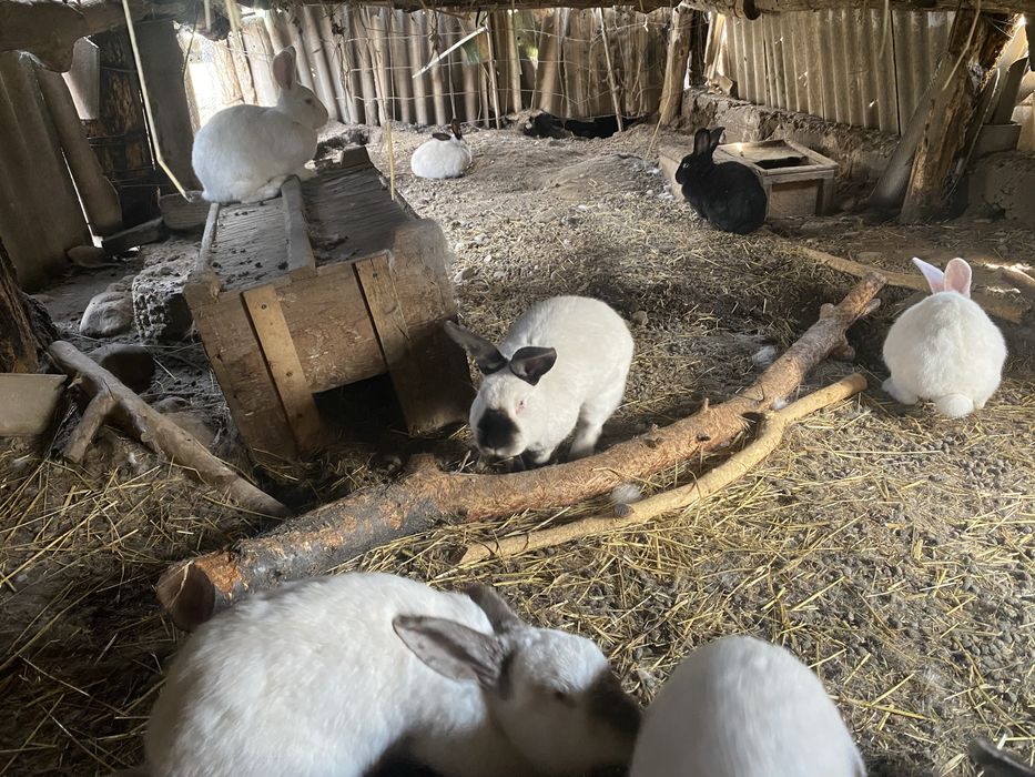 Кролики разных пород