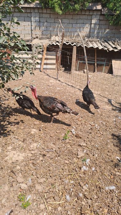 Черняевкада куркалар сотилади,.