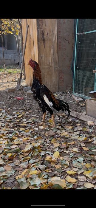 Дакан бойцовый чисто кров