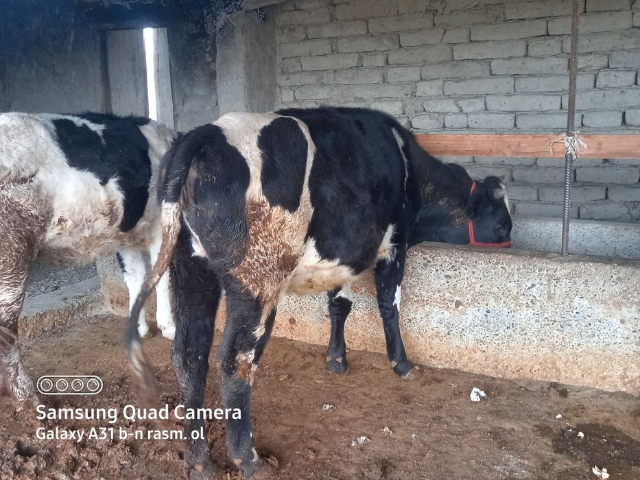 Boqilgan gunojinlar sodiladi tel