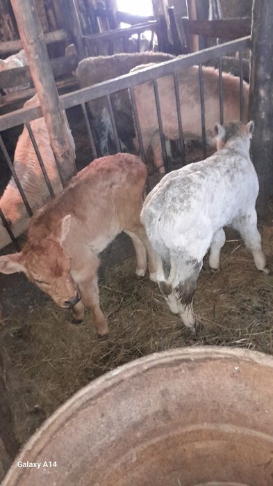 Продам     телят