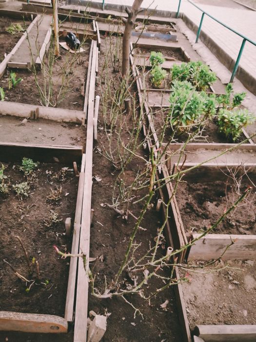 Продам цветы, рассада цветов