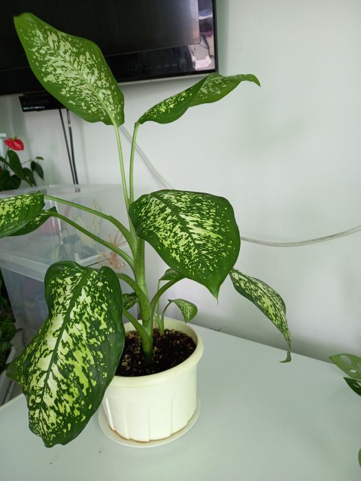 Комнатные цветы от 1000тг