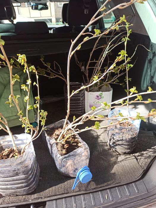 Саженцы смородины черной