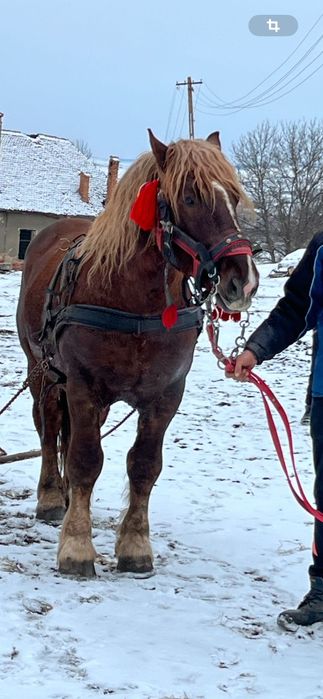Vând  sau schimb cu vaci