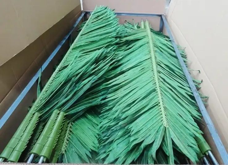 Palma daraxti barglari sotiladi xar xil razmerda