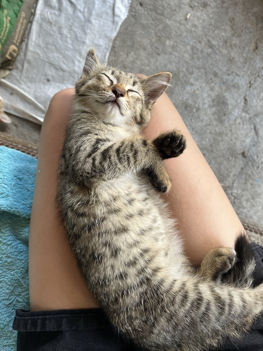 Отдам котят маленьких