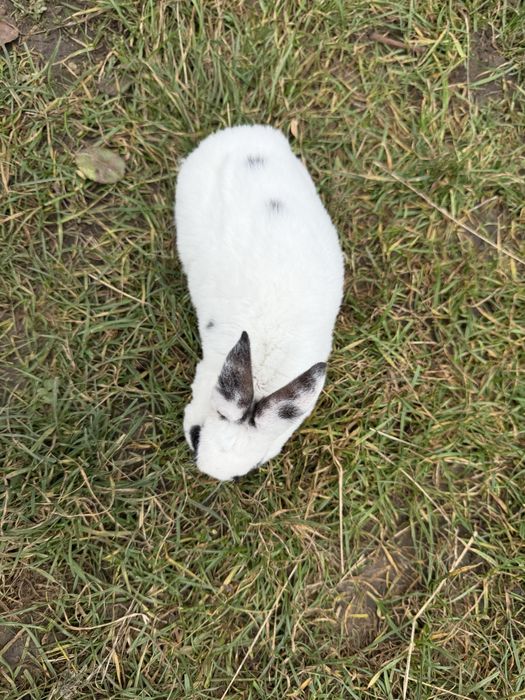 Iepuroi rex de vanzare