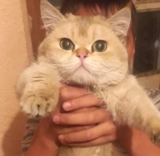 Кот золотое шиншиллы