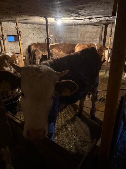 Taur, junincă și vițel Bălțată Românească de origine