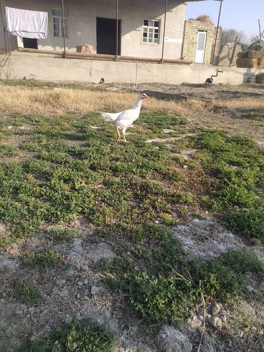 Куланги оппок макиён сотилади