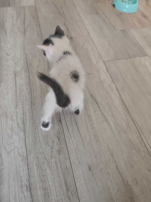 Шустрые котята ищут дом