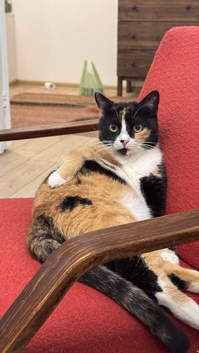 Отдам красавицу по имени Фокси