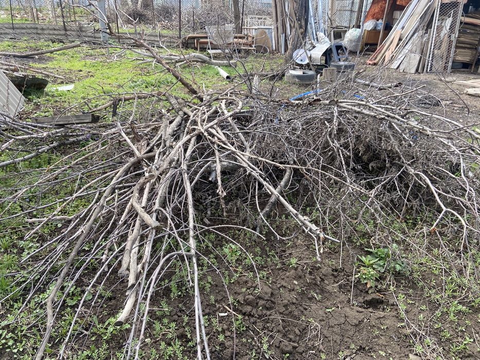 Дрова,ветки,деревья самовывоз