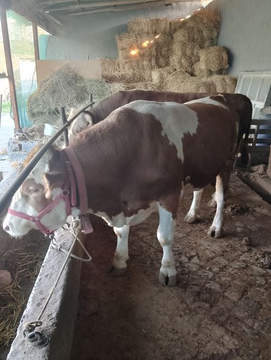 Парода моллар сотилади 45 дан