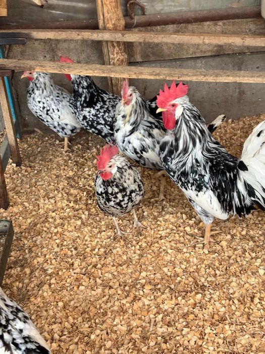 Продам инкубационный яйца легорн долматинец