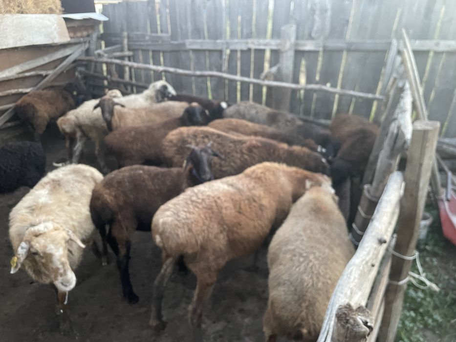 Продам оптом бараны и овцы
