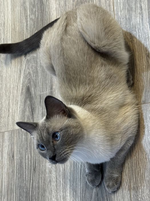 Голубоглазый котик